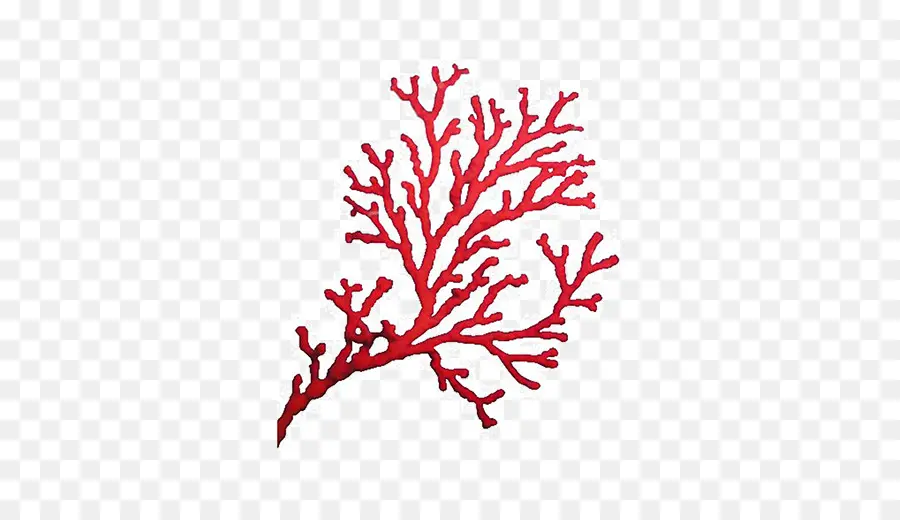 Coral，Rojo PNG