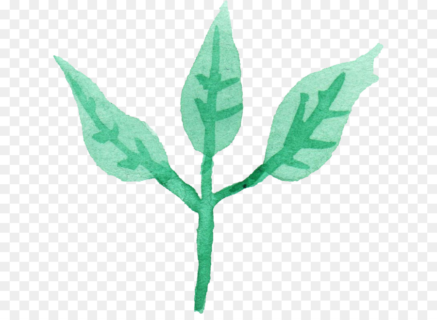 Hojas，Planta PNG