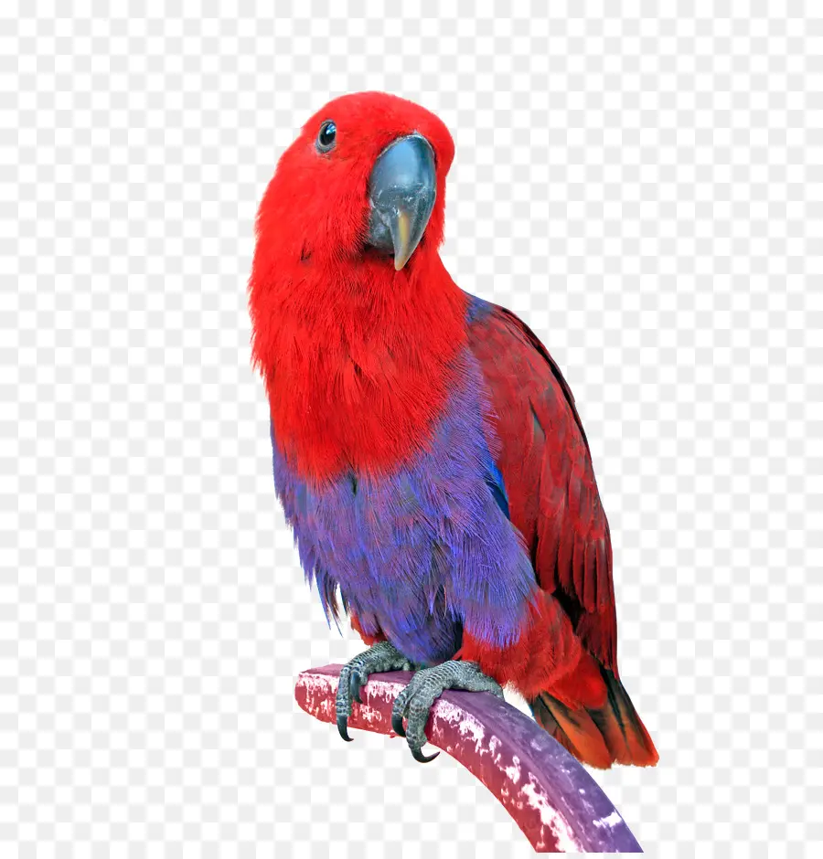 Loro Colorido，Pájaro PNG