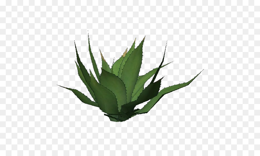 Centuryplant，Agave Azul PNG