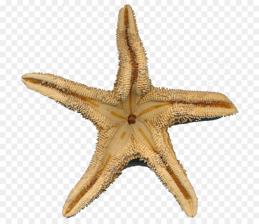 Estrella De Mar，Mar PNG