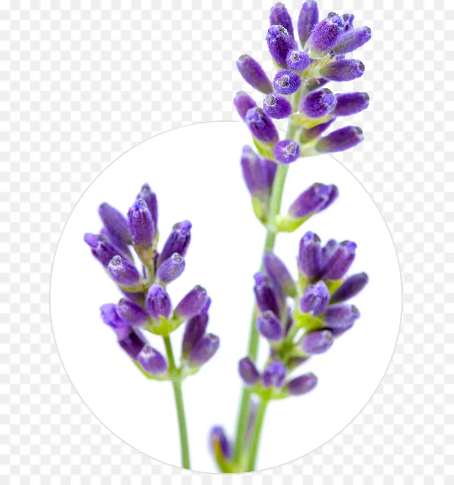 Flores Moradas，Lavanda PNG