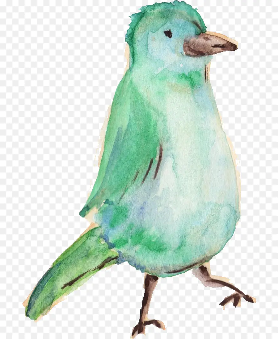 Pájaro Verde，Acuarela PNG