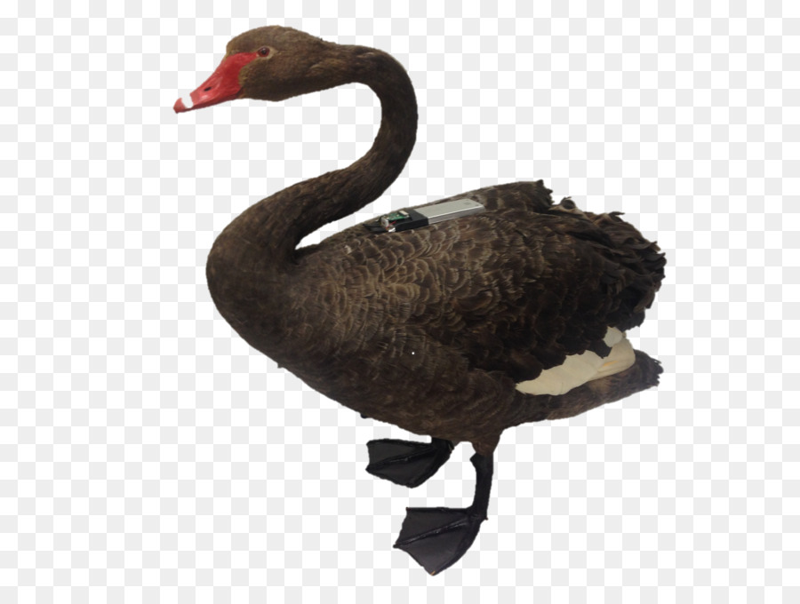 Cisne Negro，Pájaro PNG