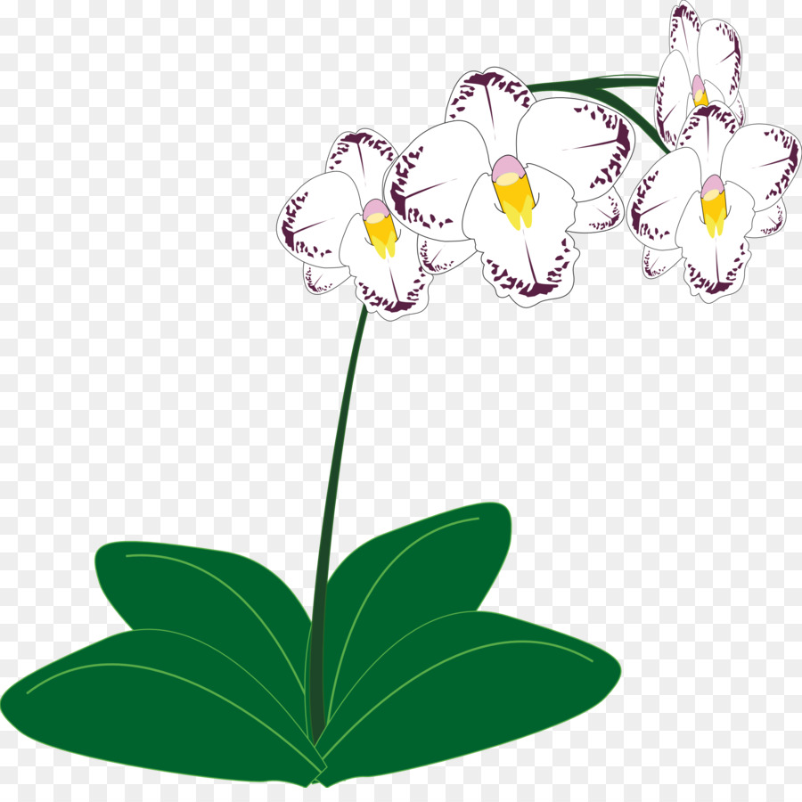 Las Orquídeas，Planta PNG
