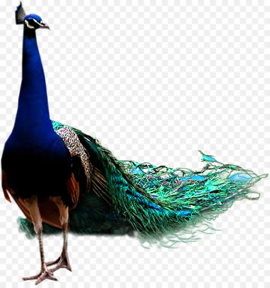 Pavo Real，Plumas PNG