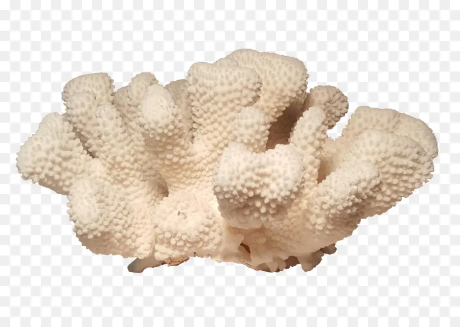 Coral Blanco，Marina PNG