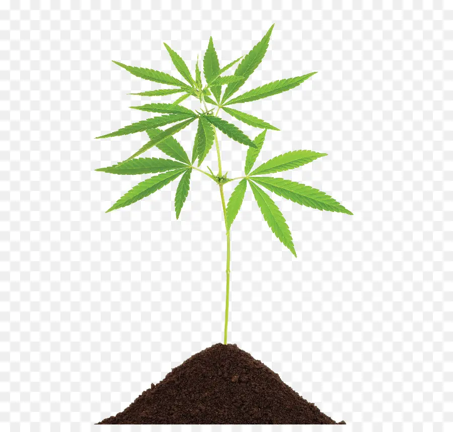 Cannabis Sativa，La Marihuana PNG