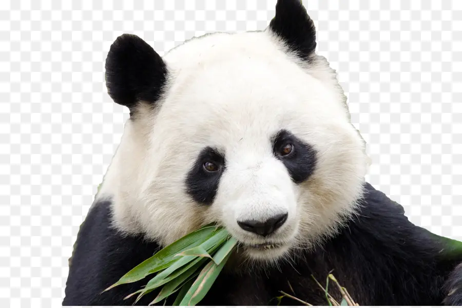 Panda Comiendo Bambú，Panda PNG