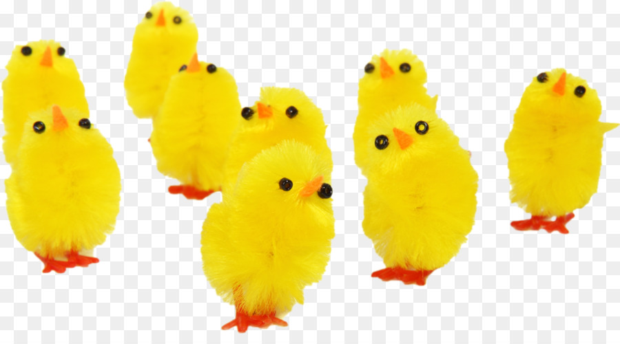 Pollo，Pascua PNG