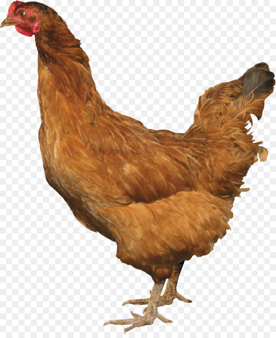 Pollo，Pollo Al Curry PNG