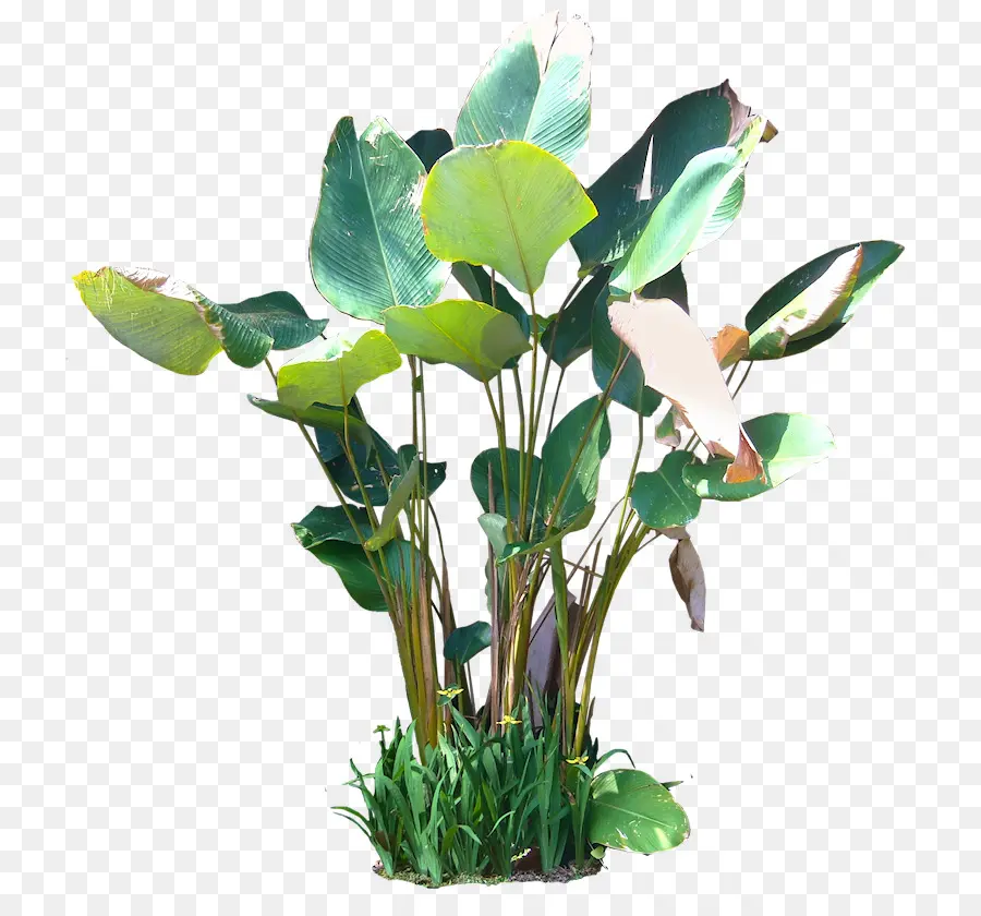 Planta Verde，Planta PNG