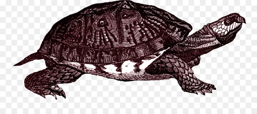 Tortuga，Reptil PNG