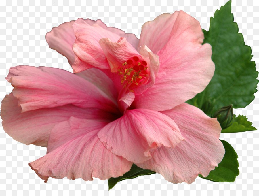 Común De Hibisco，Flor PNG