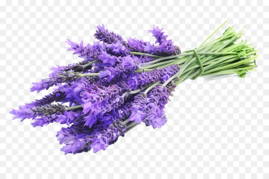 Inglés Lavanda，Lavandula Latifolia PNG