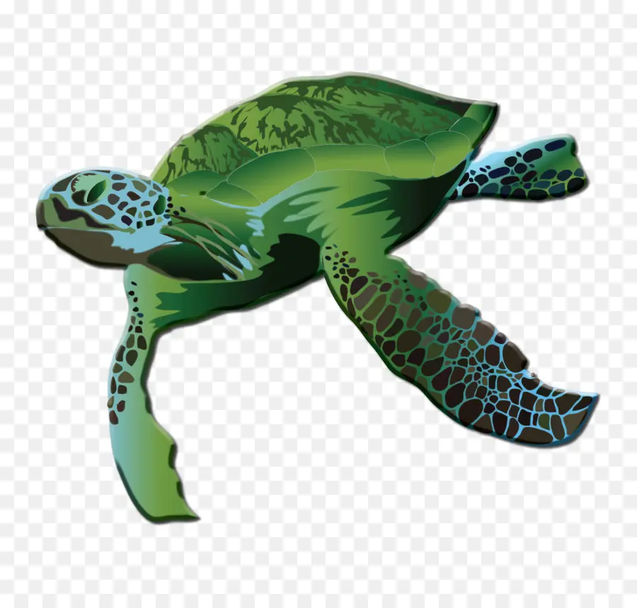 Tortuga，Mar PNG