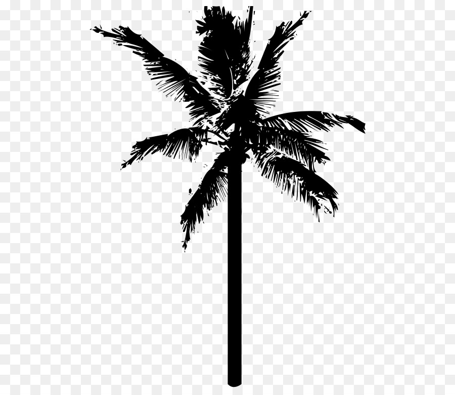 Palmera，Planta PNG