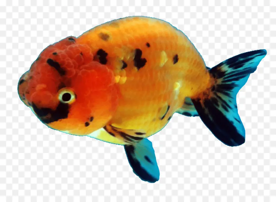 Ranchu，Oranda PNG