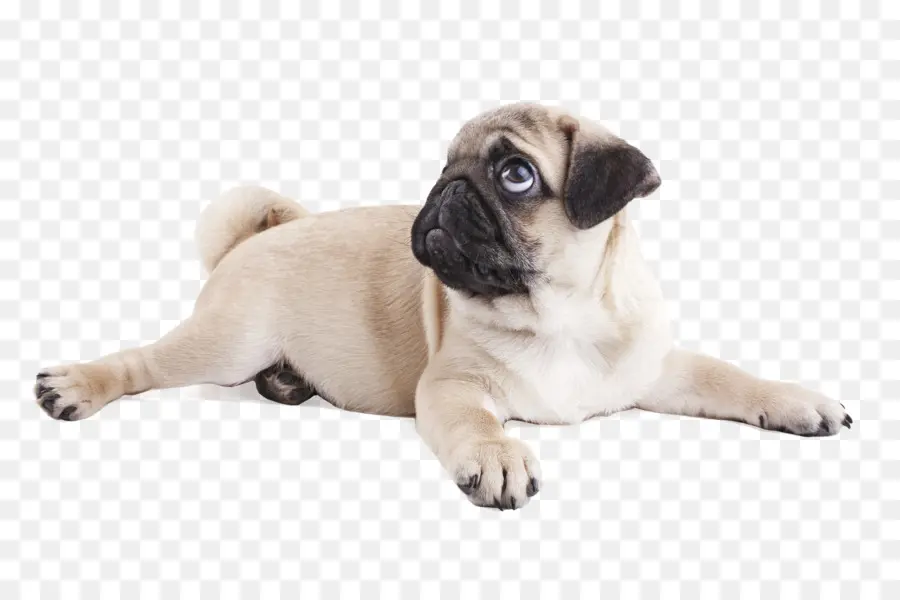 Pug，Cachorro PNG