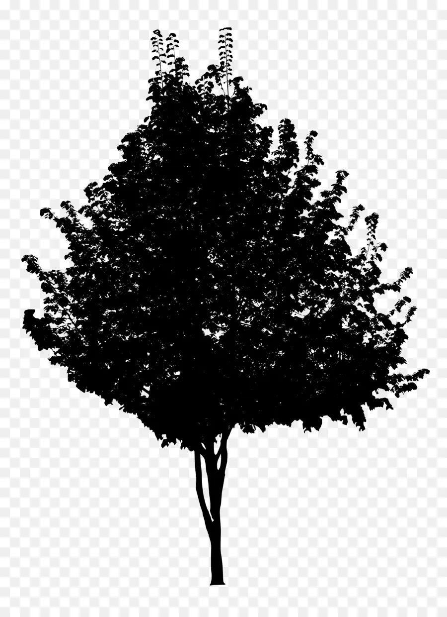 árbol，En Blanco Y Negro PNG