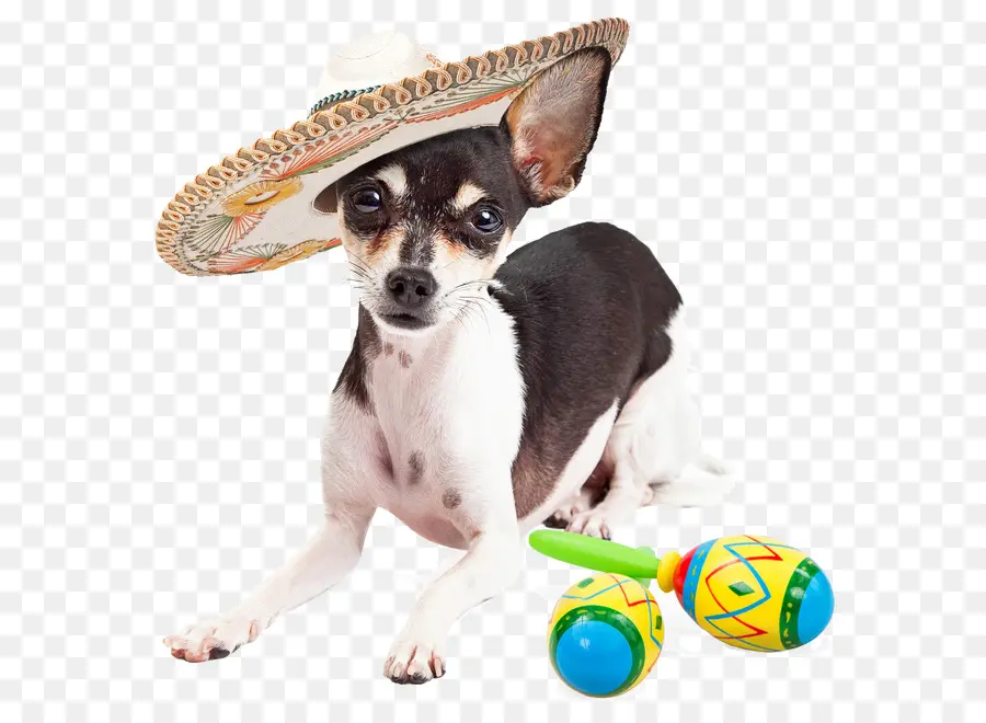 Chihuahua，Cachorro PNG