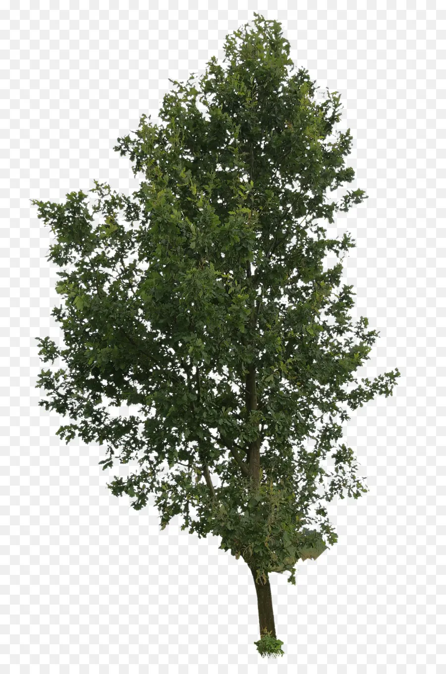 El Papel De Abedul，árbol PNG