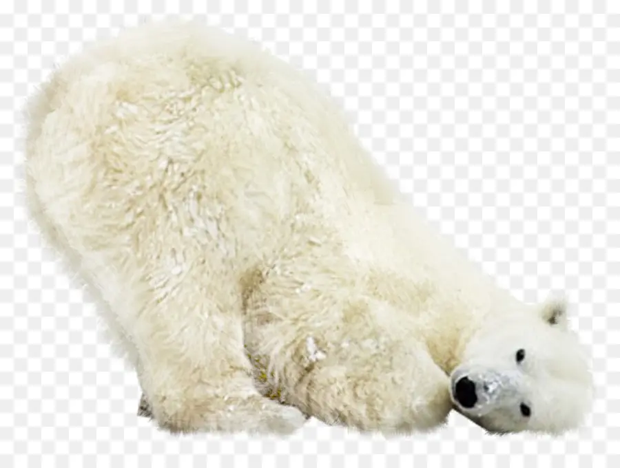 Oso Polar，Oso PNG