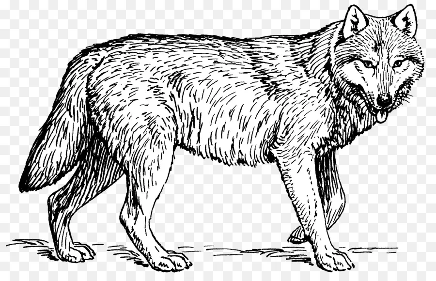 Cachorro，Lobo ártico PNG