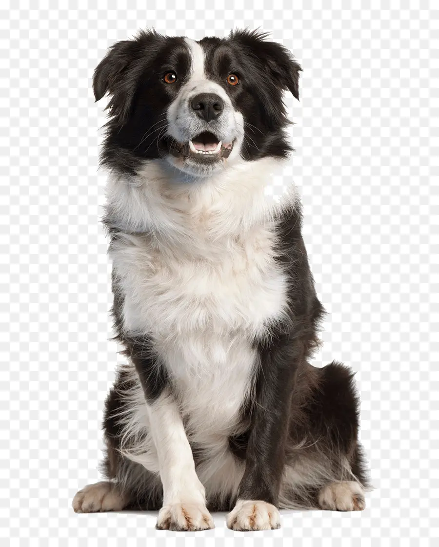 Border Collie，Golden Retriever PNG