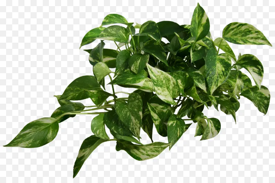 Planta，Verde PNG