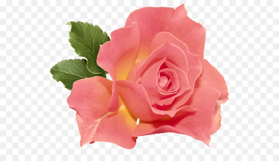 Rosa，Flor PNG