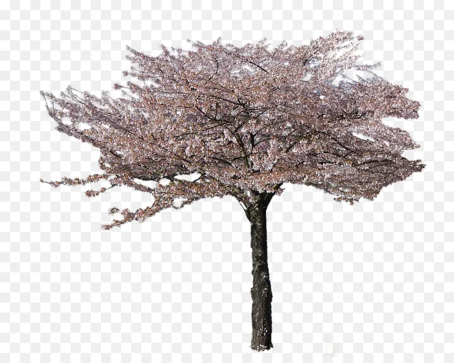 Árbol De Flores Rosadas，Florecer PNG