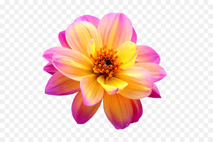 Flor，Dalia PNG