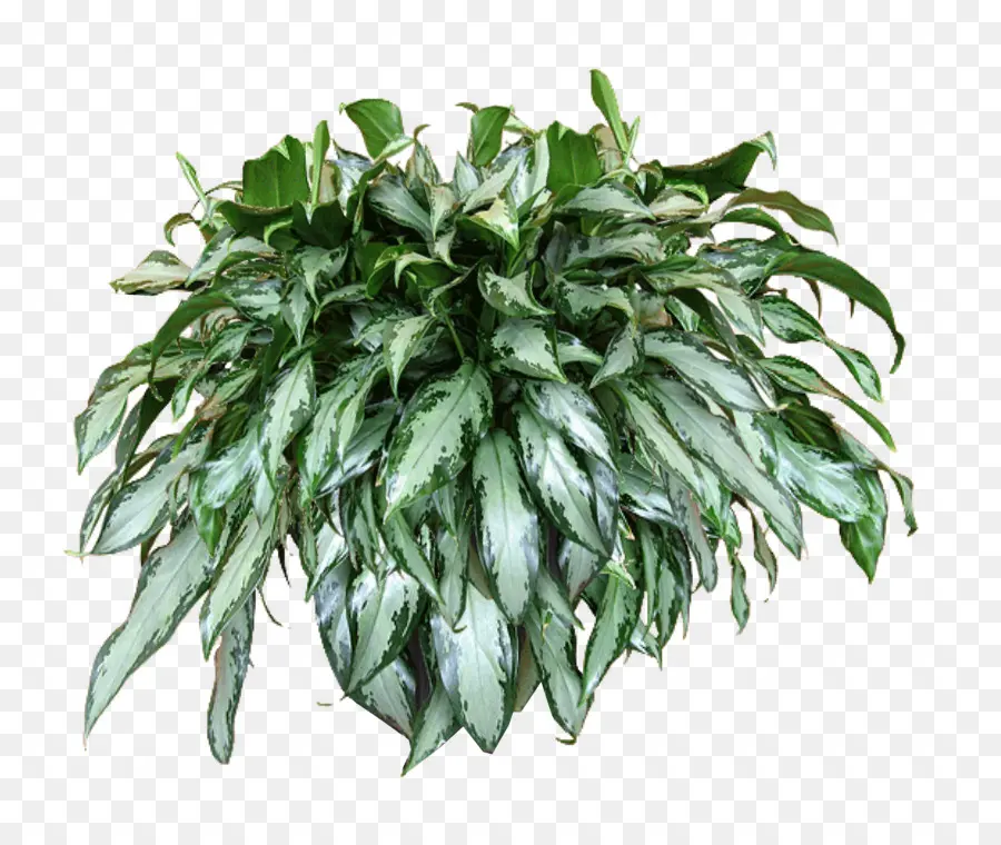 Planta，Vid PNG