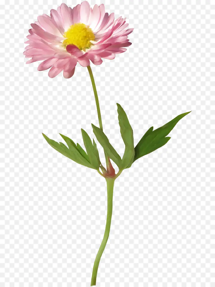 Flores Rosadas，Florecer PNG