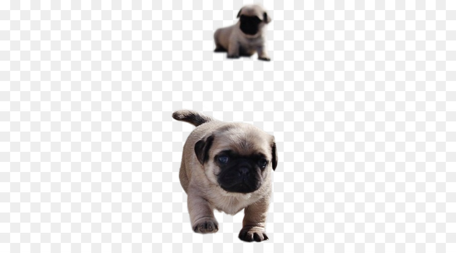 Pug，Cachorro PNG