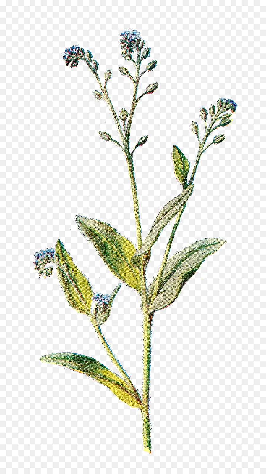 Ilustración De Flores，Botánico PNG