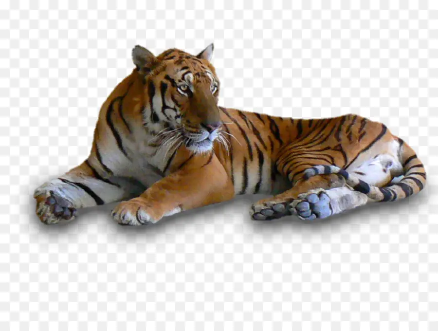 Tigre Blanco，Felino De Gran Tamaño PNG