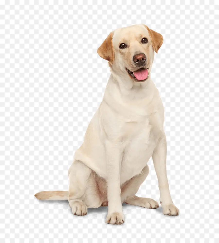 Labrador Retriever，Golden Retriever PNG