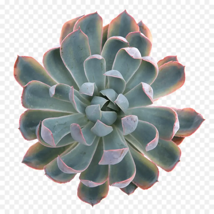 Garza，Planta Suculenta PNG