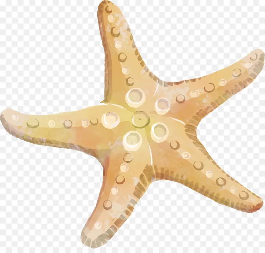 Estrella De Mar，Océano PNG