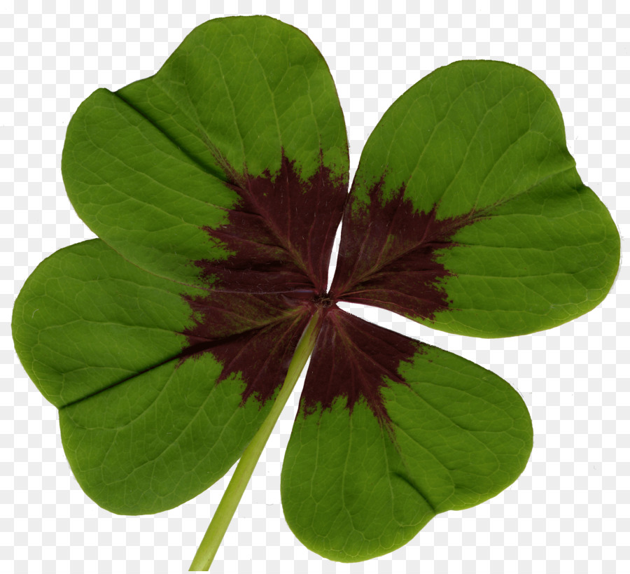 Oxalis Tetraphylla，Trébol De Cuatro Hojas PNG