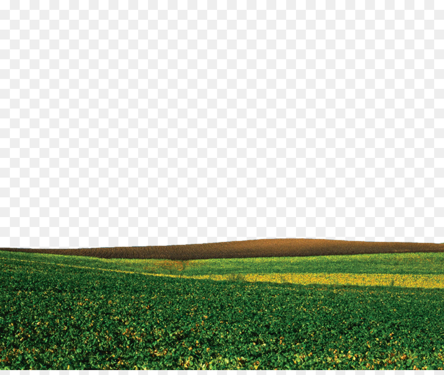 Campo Amarillo，Paisaje PNG