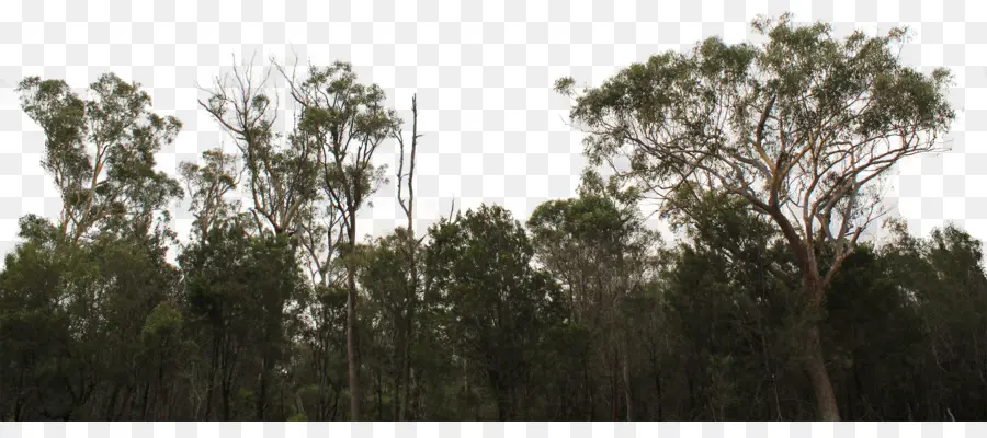 Bosque，Árboles PNG