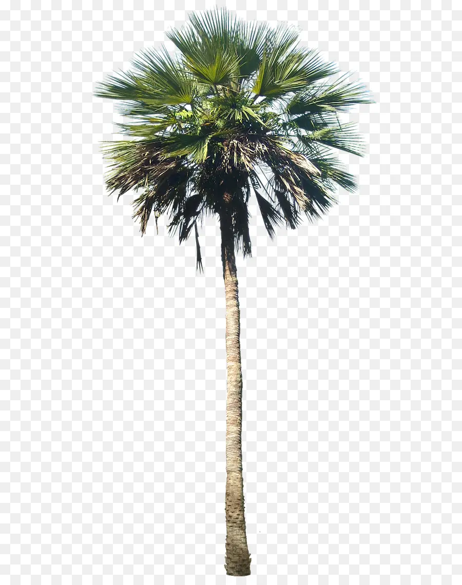 Washingtonia Robusta，Arecaceae PNG