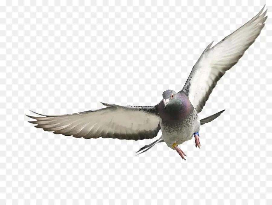 Homing Pigeon，Rock Dove PNG