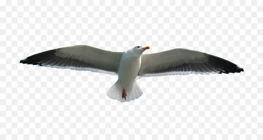 Pájaro，Vuelo PNG