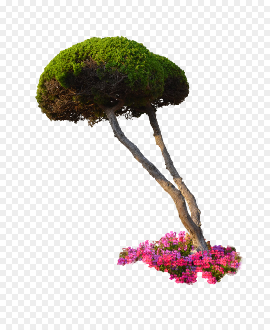 Árbol，Verde PNG