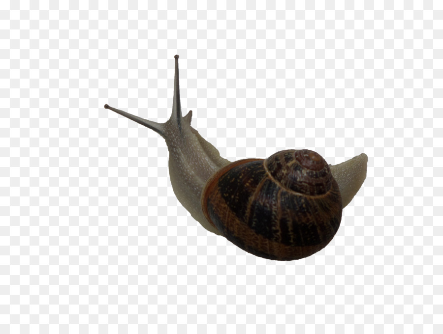 Gasterópodos，Caracol PNG