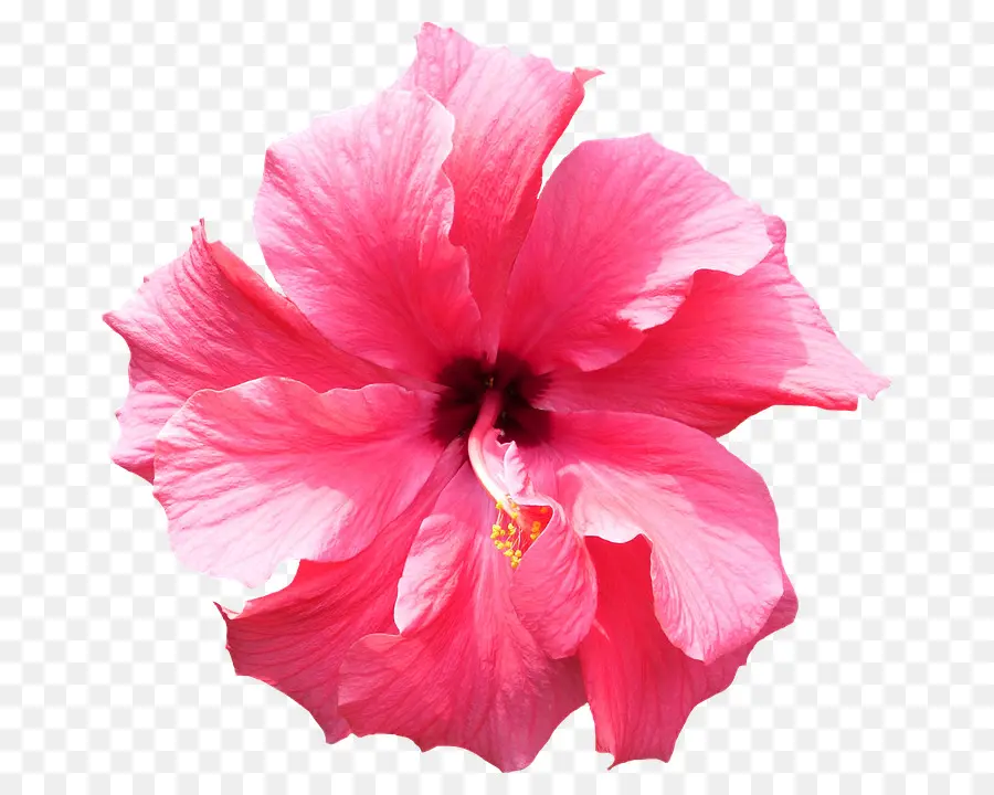 Hibisco Rosa，Pétalos PNG